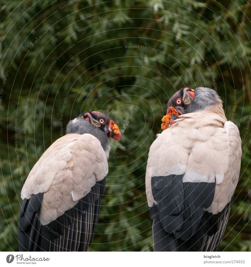 King Vulture Zoo Animal Bird Animal face Wing 2 Looking Sit Multicoloured Gray Green Colour photo Exterior shot Deserted Copy Space top Day