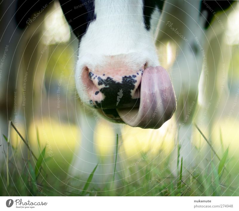 delicious long tongue cow Nature Summer Grass Meadow Animal Farm animal Cow 1 To feed Cleaning Happy Natural Slimy Soft Green Pink Black White Contentment