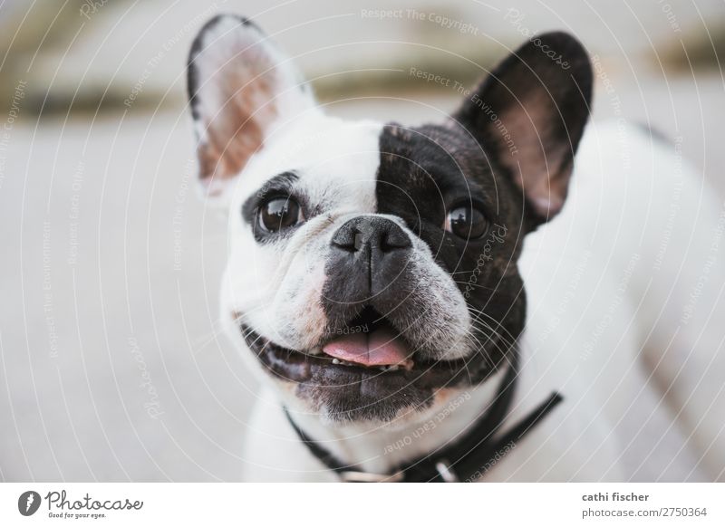 Iggy Animal Pet Dog Animal face 1 Laughter Fantastic Friendliness Happiness Happy Cute Black White Joy Joie de vivre (Vitality) Bulldog French Bulldog