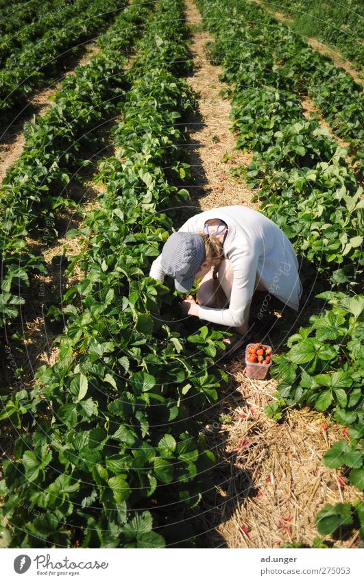 berry search Fruit Dessert Jam Organic produce Nature Summer Plant Agricultural crop Field Work and employment Blossoming To enjoy Strawberry Pick