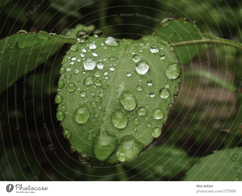 After the rain Nature Plant Drops of water Rain Leaf Garden Fresh Wet Green Subdued colour Exterior shot Day Contrast