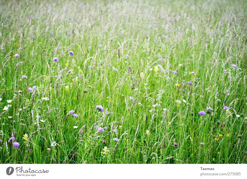Bloom Environment Nature Plant Animal Spring Summer Flower Grass Blossom Foliage plant Wild plant Garden Meadow Natural Green Beautiful Contentment