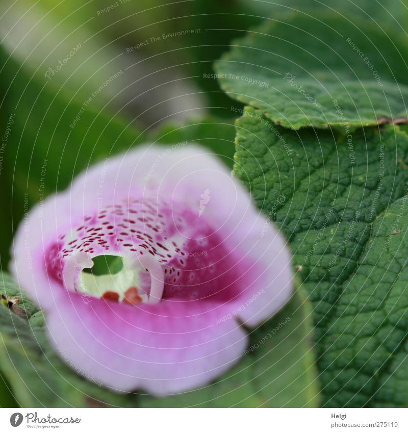 have a look... Nature Plant Summer Flower Leaf Blossom Wild plant Foxglove Forest Blossoming Growth Esthetic Exceptional Beautiful Small Natural Green Pink