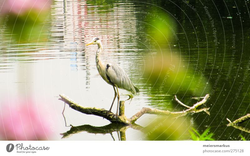 Summer is here Relaxation Calm Fishing (Angle) Zoo Nature Water Beautiful weather Plant Pond Park Animal Wild animal Crane 1 Observe Looking Wait Esthetic Free