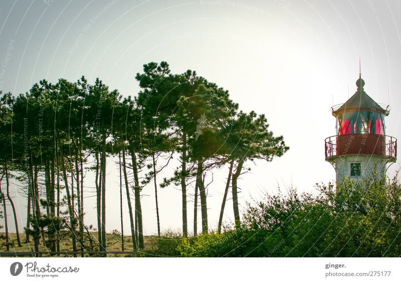 Hiddensee. Hello, kid. Lighthouse Green Red Tree Accumulation Small Handrail Tower Beach Lookout tower Coniferous trees Exterior shot Deserted Day Twilight
