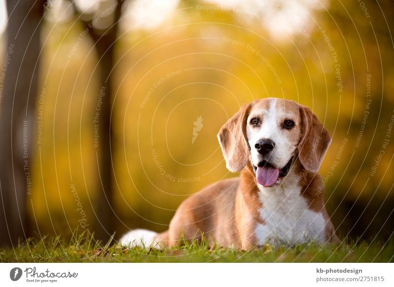 Portrait of a Beagle dog Animal Pet Dog 1 Looking Sit race dog breed purebred portrait friendship mammal domestic animal young Clever head snout Floppy ears