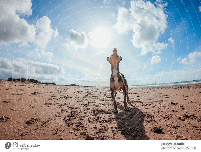 Dog waiting for playing Happy Beautiful Summer Beach Friendship Nature Animal Sand Pet Jump Thin Small Funny Gray action alert athletic ball Best big catch