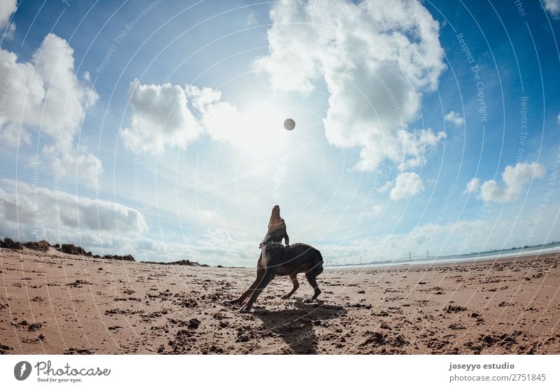 Mini pincher dog playing with the ball on the beach Happy Beautiful Playing Summer Beach Friendship Nature Animal Sand Coast Pet Jump Thin Funny Gray action