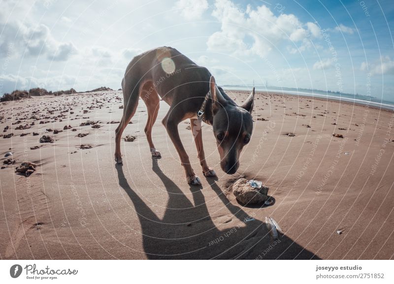 Dog on the beach Happy Beautiful Summer Beach Friendship Nature Animal Sand Pet Jump Thin Small Funny Gray action alert athletic ball Best big catch catching