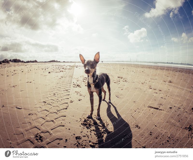 Mini pincher dog waiting for playing with the ball on the beach Happy Beautiful Summer Beach Friendship Nature Animal Sand Pet Dog Jump Thin Small Funny Gray