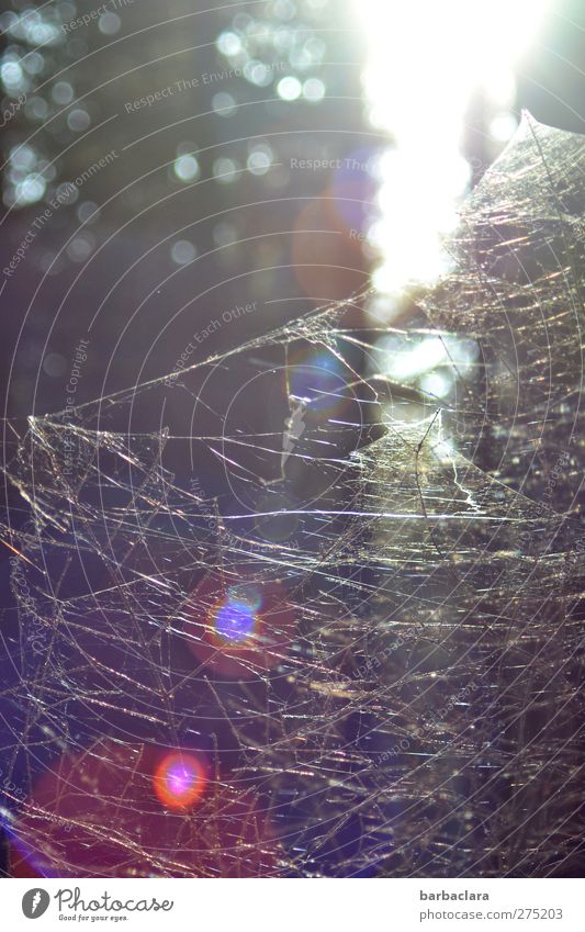 In the realm of the spider Nature Sunrise Sunset Bushes Forest Spider Line Network Spider's web Illuminate Natural Wild Esthetic Relationship Bizarre Uniqueness