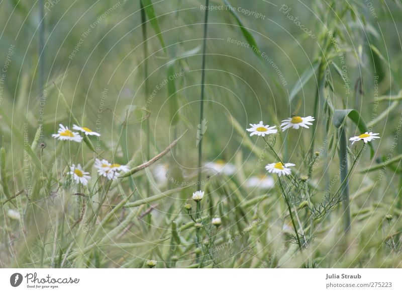 grain Nature Summer Beautiful weather Wind Warmth Camomile blossom Wheat ear Oat ear Field Brown Yellow Green Colour photo Exterior shot Day Deep depth of field