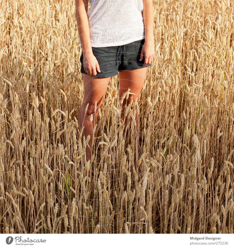 Summer, sun, 18 o'clock Human being Feminine Woman Adults 18 - 30 years Youth (Young adults) Environment Nature Relaxation Stand Field Grain Wheat Wheatfield