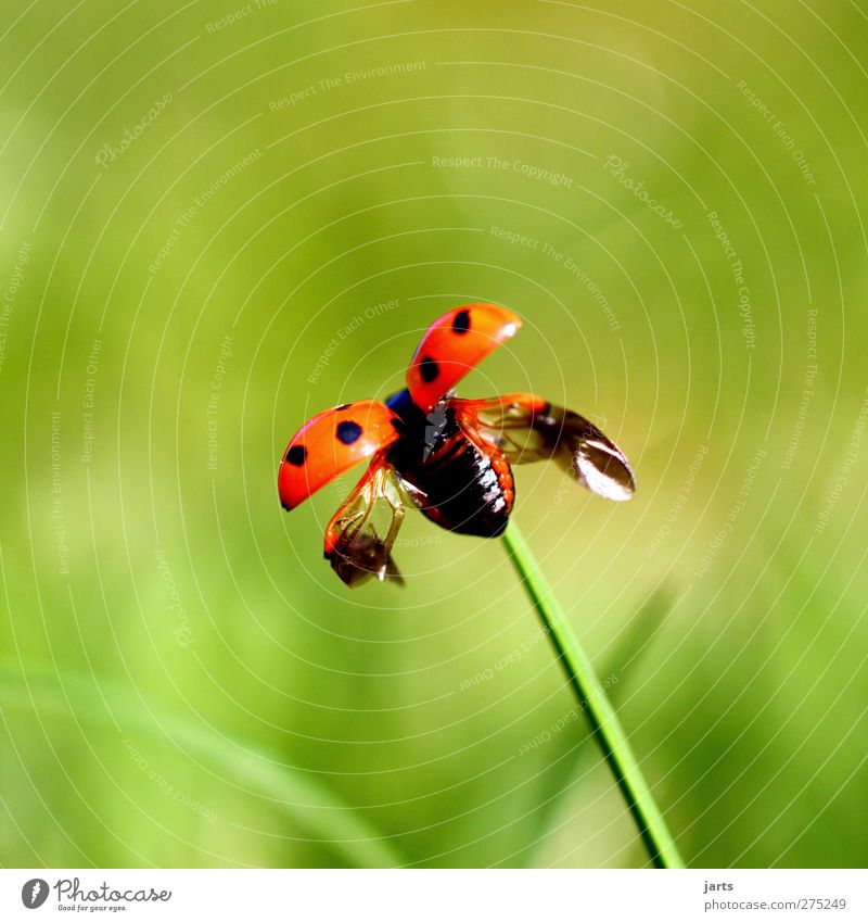 small freedom Environment Nature Plant Animal Spring Summer Wild animal 1 Flying Free Natural Spring fever Ladybird Departure Wing Colour photo Exterior shot