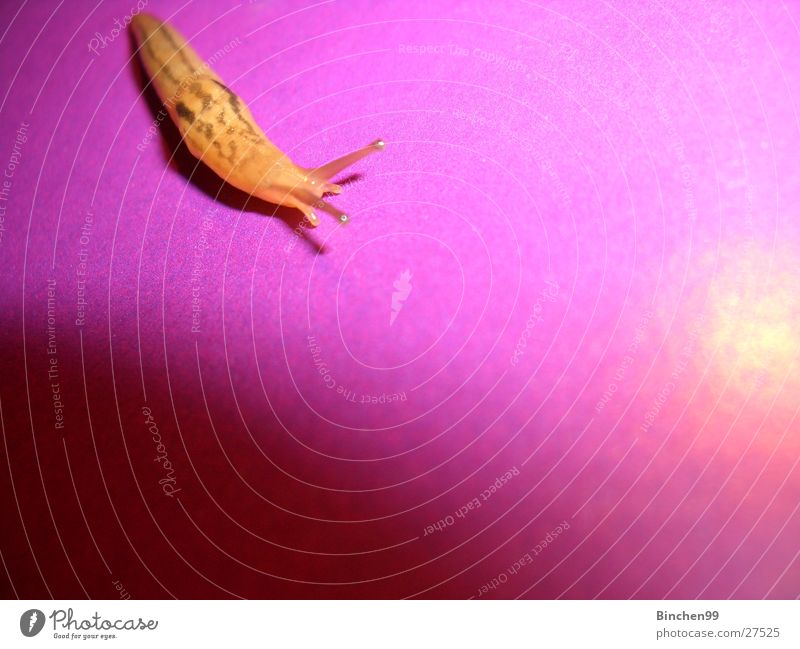 Snail on Tour Slug Slowly Violet Crawl Pink Caution Feeler Creep Looking slippery