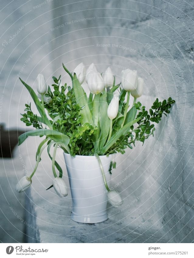 Hiddensee Schaprode ...what you always said... Plant Flower Tulip White Gray Green Wall (building) Wall (barrier) Vase Bouquet Line Hang Curved Leaf Cold Moody