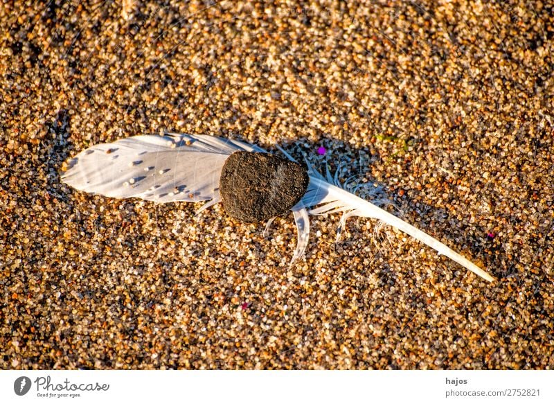 Feather on the beach Beach Nature Sand Bird Soft Brown White seagulls pebble Fluffy Fragile Close-up Copy Space Colour photo Exterior shot Deserted