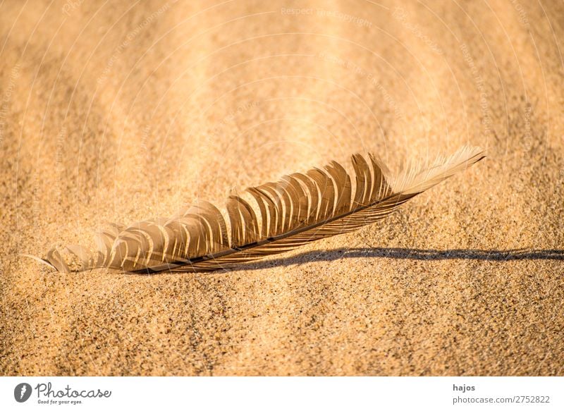 Bird feather on the beach Beach Nature Sand Wild animal Soft Brown Feather gull feather Sun Shadow Copy Space Colour photo Exterior shot Close-up Deserted