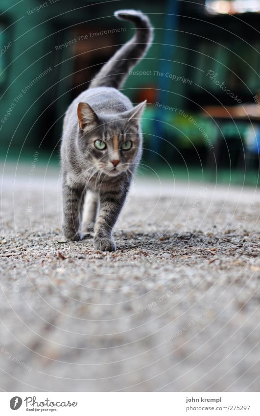 my first, only and last cat picture Pet Cat Farm 1 Animal Observe Cuddly Gray Green Elegant Hunting Gravel Creep Colour photo Exterior shot Deserted
