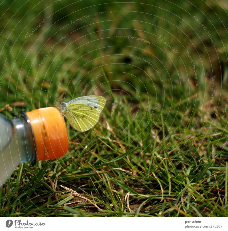 Butterfly sitting on the lid of a plastic bottle. Man and nature. Sustainability, Pollution Nature Animal Climate Grass Meadow Plastic Sit Yellow green Orange