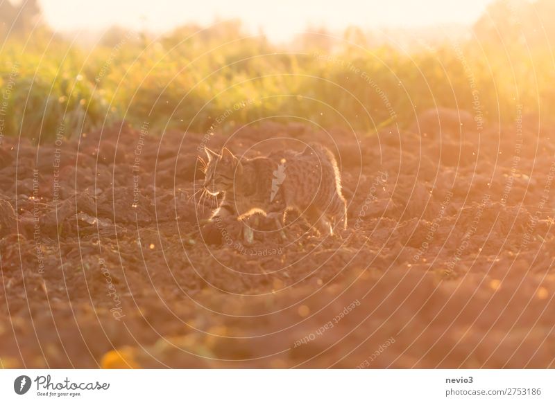 Tigered cat on the prowl Summer Sun Nature Landscape Grass Field Animal Cat 1 Hunting Yellow Gold Joie de vivre (Vitality) Spring fever Sunrise Sunset