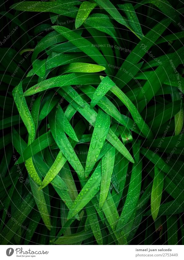 green leaves texture Plant Leaf Green Garden Floral Nature Decoration Abstract Consistency Fresh Exterior shot background Beauty Photography fragility spring