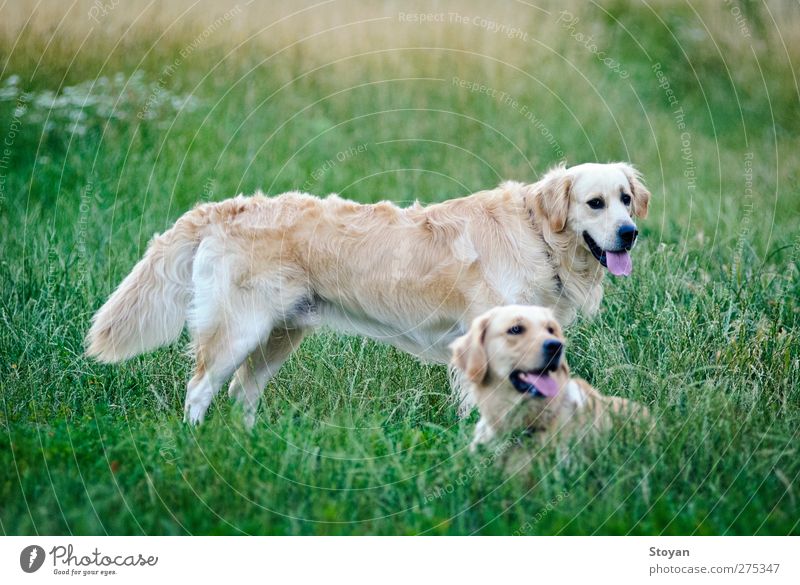 thrice happy golden retriever lying on the grass (field) Nature Plant Grass Garden Park Field Animal Pet Dog 2 Pair of animals Animal family To enjoy Smiling