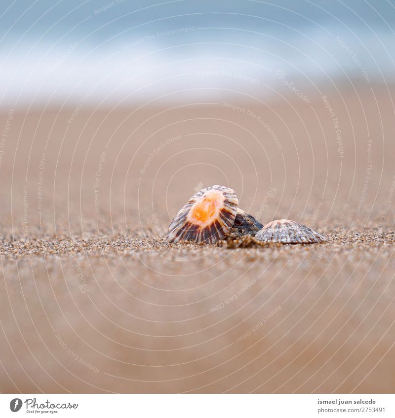 shell in the sand Shell Beach Sand Rock Ocean Waves water Coast Exterior shot Vacation & Travel Destination Places Nature Landscape background Calm Serene