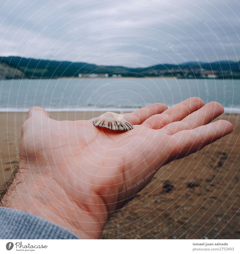 hand and shell in the beach Hand Shell Beach Sand Rock Ocean Waves water Coast Exterior shot Vacation & Travel Destination Places Nature Landscape background