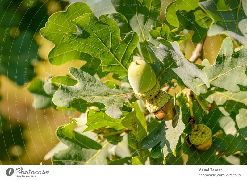 Macro of Acorn Fruit Summer Nature Tree Leaf Forest Growth Bright Green Colour Botany branch nut oak Seasons seed sunshine Consistency twig wood young Close-up