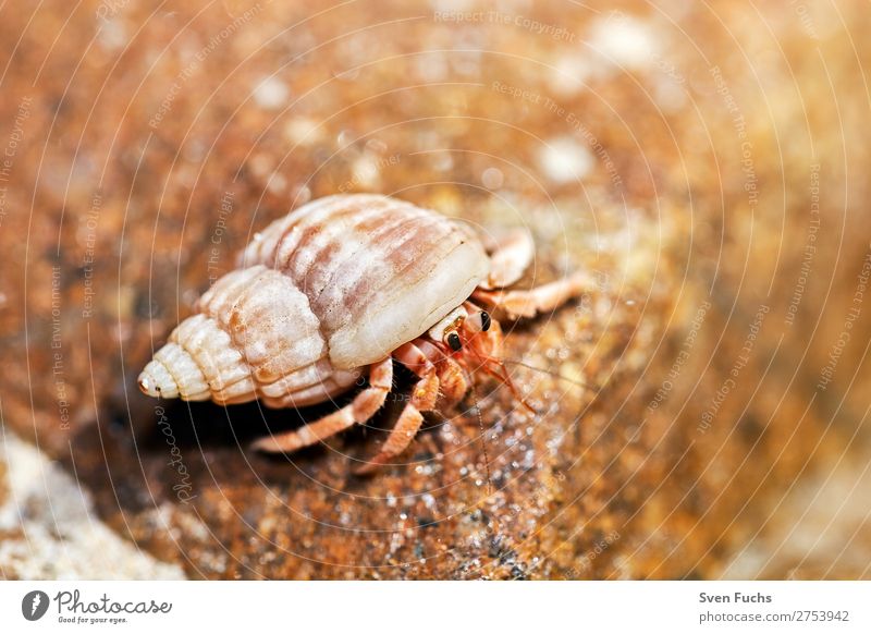 Hermit crab looks out of its shell Exotic Vacation & Travel Summer Beach Ocean Living or residing House (Residential Structure) Nature Animal Sand Water Coast