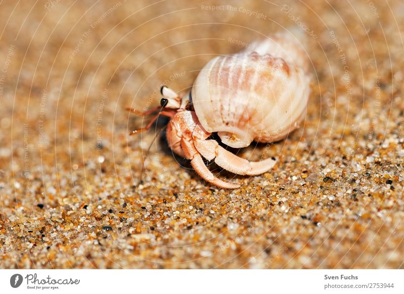 Hermit crab running on sandy beach Exotic Vacation & Travel Summer Beach Ocean Living or residing House (Residential Structure) Nature Animal Sand Water Coast