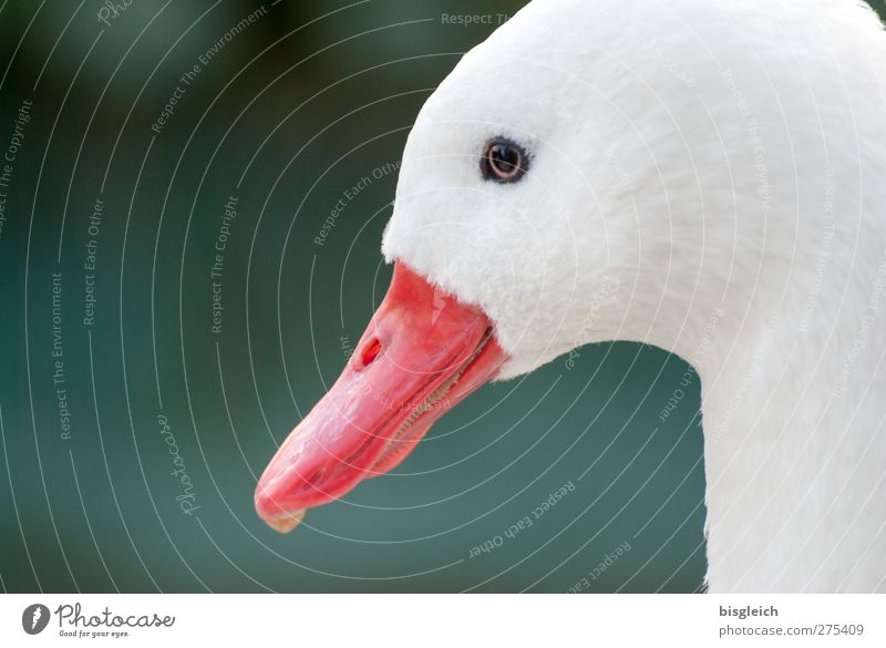 Moment V Animal Bird Animal face Goose Beak Eyes Head 1 Looking Green Red White Attentive Watchfulness Colour photo Exterior shot Copy Space left Day