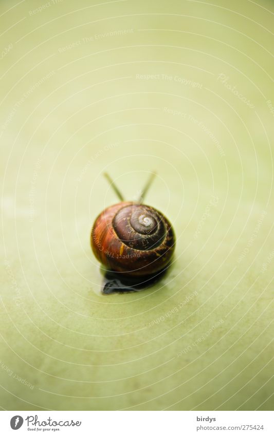 Dark snail with snail shell from behind on neutral green background or background Crumpet 1 Animal Sadness Esthetic Serene Patient Longing Loneliness Movement