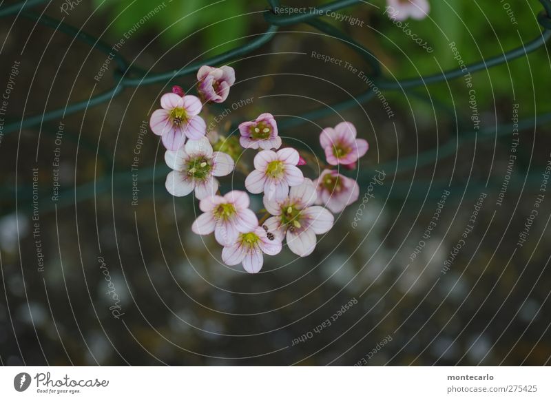 onlookers Environment Nature Plant Spring Beautiful weather Flower Leaf Blossom Foliage plant Wild plant Garden Fence Stone Fragrance Authentic Fresh Natural