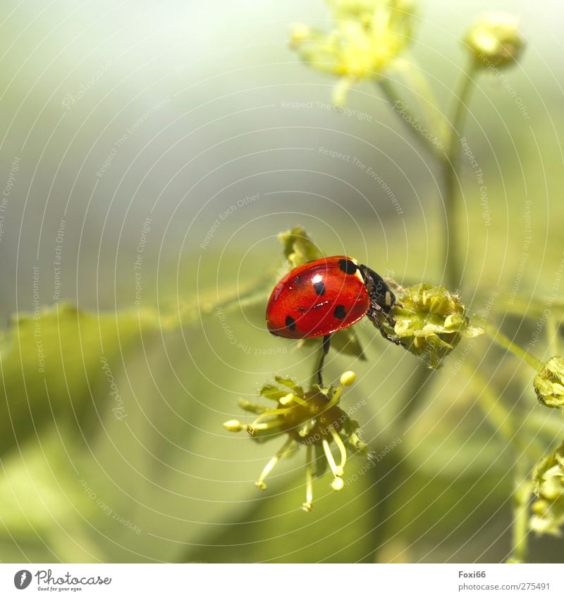 Keep balance Nature Spring Bushes Meadow Animal Wild animal Beetle Ladybird 1 Observe Discover Fat Glittering Beautiful Natural Cute Green Red Black Moody