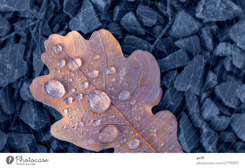 wet autumn leaf Nature Water Drops of water Autumn Leaf Fluid Fresh Cold Wet Above Blue Autumn leaves full-frame image Natural Damp detail Dew Gravel leafy