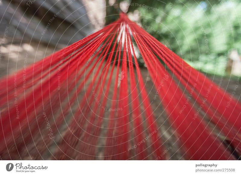 all paths lead to.... Summer Plant Tree Park Forest Green Red Hammock Line Rope String Earth Bound Attach Perspective Vanishing point Colour photo