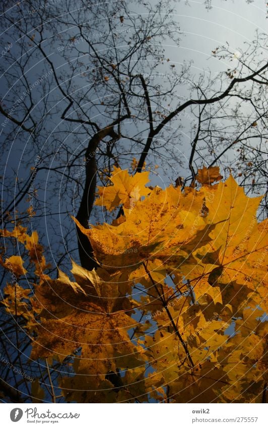 canopy Environment Nature Landscape Plant Air Sky Cloudless sky Autumn Climate Weather Beautiful weather Tree Leaf Wild plant Maple tree Maple leaf