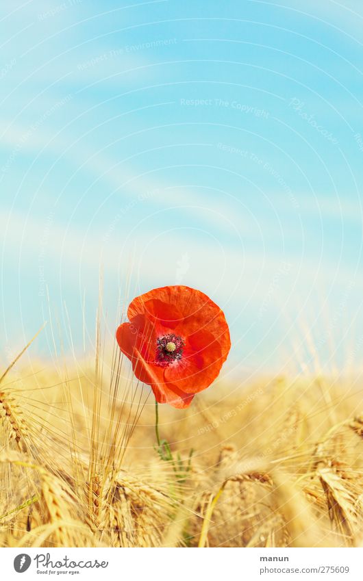 Poppy seed in rye field Agriculture Forestry Environment Nature Landscape Sky Summer Beautiful weather Plant Flower Blossom Poppy blossom Grain field Rye field