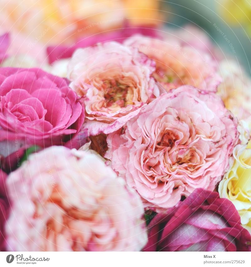 rosy Plant Spring Summer Flower Rose Blossom Blossoming Fragrance Pink Bouquet Colour photo Multicoloured Close-up Pattern Structures and shapes Deserted