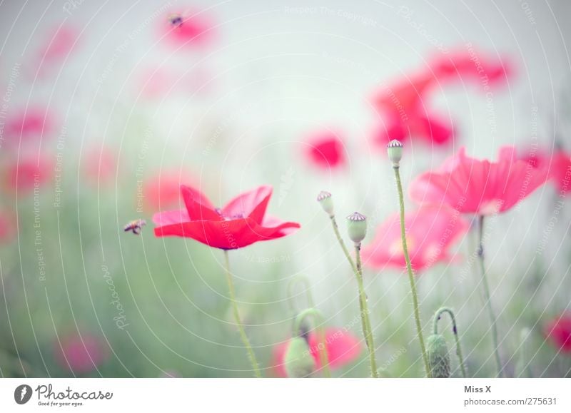poppy Nature Plant Summer Flower Leaf Blossom Meadow Blossoming Fragrance Red Poppy blossom Poppy field Poppy capsule Bee Colour photo Exterior shot Close-up