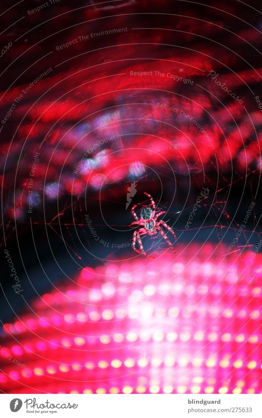 Red lights Animal Traffic light Spider 1 Glass Hang Disgust Firm Pink Black Horror Wait Insect arachnophobia Lamp Road sign Net Spider's web Colour photo