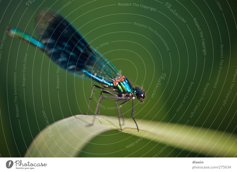 learn to fly Environment Nature Plant Leaf Animal Wild animal Wing Dragonfly Dragonfly wings Insect 1 Sit Wait Glittering Small Natural Colour photo
