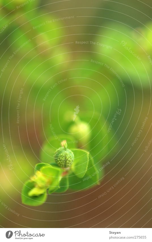 abstract plant Plant Sun Summer Flower Grass Bushes Moss Leaf Foliage plant Wild plant Meadow Field Forest Virgin forest Planning Growth Colour photo Close-up