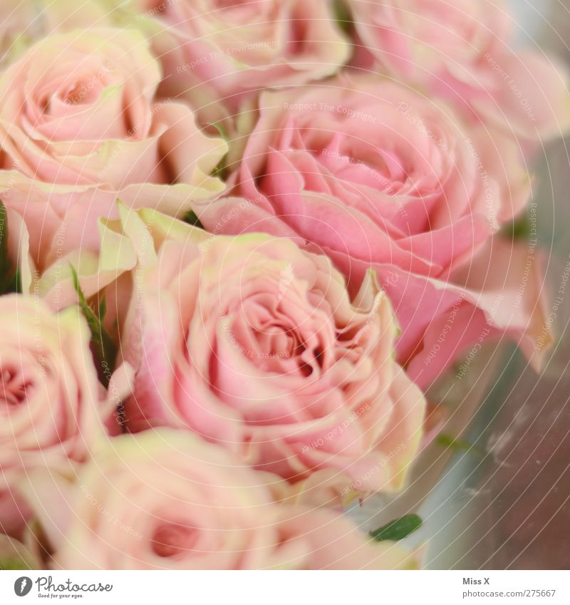 Flowery Plant Rose Blossom Pink Bouquet Romance Infatuation Colour photo Close-up Pattern Structures and shapes Deserted Shallow depth of field