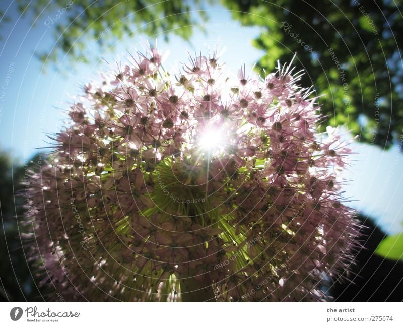 flower magic Nature Plant Sky Cloudless sky Sun Sunlight Summer Flower Blossom ornamental garlic Fragrance Free Friendliness Bright Blue Green Violet Happiness