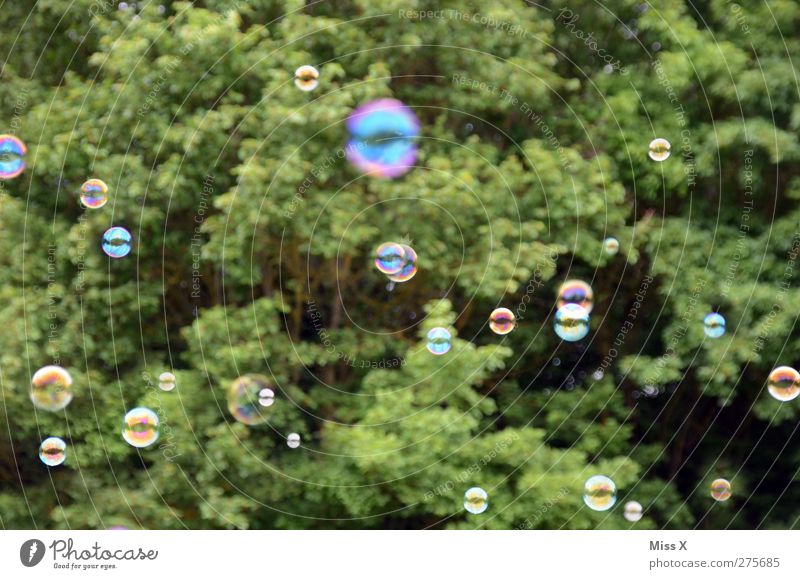 bubble Air Flying Round Soap bubble Many Tree Colour photo Exterior shot Pattern Deserted