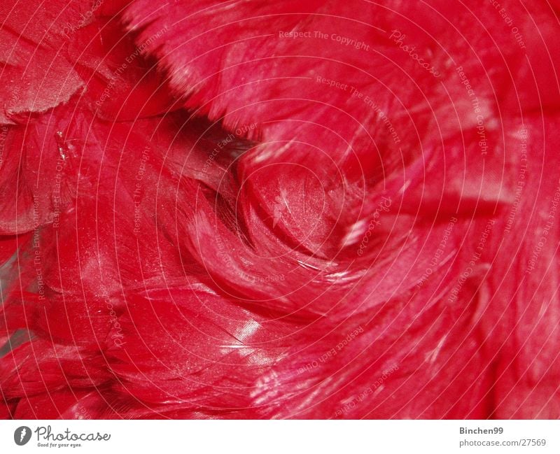 pile of feathers Red Heap Background picture Soft Macro (Extreme close-up) Close-up springs