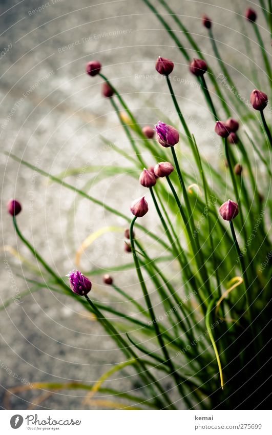 Chives with flowers Food Herbs and spices Organic produce Nature Plant Blossom Agricultural crop Garden Blossoming Growth Green Violet Bud Colour photo